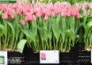 Tulipa Barre Alta ® (1)